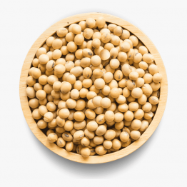 Soybean