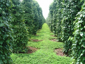 Pepper garden