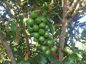 Macadamia fruit