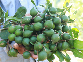 Macadamia fruit