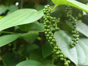 Pepper garden