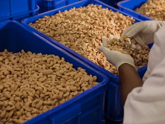 The European market potential for cashew nuts